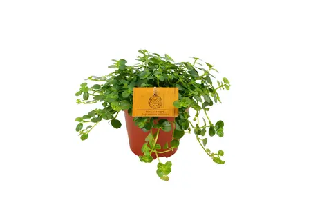 Pilea depressa Sao Paulo - afbeelding 4