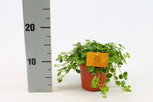 Pilea depressa Sao Paulo - afbeelding 3