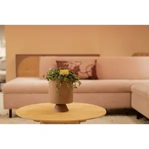 Pilea depressa Sao Paulo - afbeelding 6