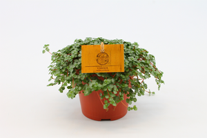 Pilea glauca - afbeelding 3