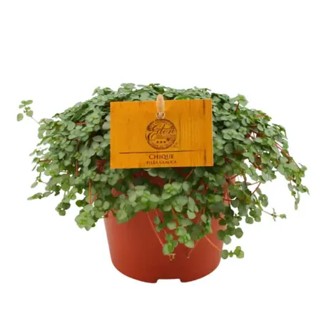 Pilea glauca - afbeelding 1