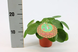 Pilea peperomioides - afbeelding 3