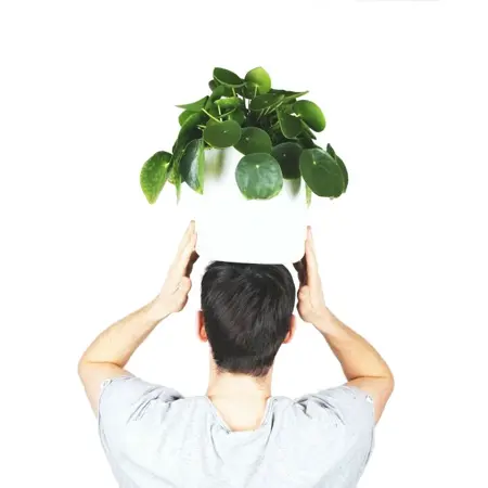 Pilea peperomioides - afbeelding 1