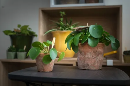 Pilea peperomioides - afbeelding 5