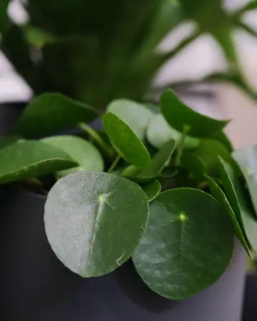Pilea peperomioides - afbeelding 6