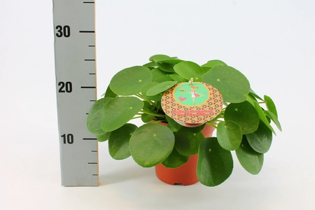 Pilea peperomioides - afbeelding 7
