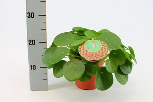 Pilea peperomioides - afbeelding 7
