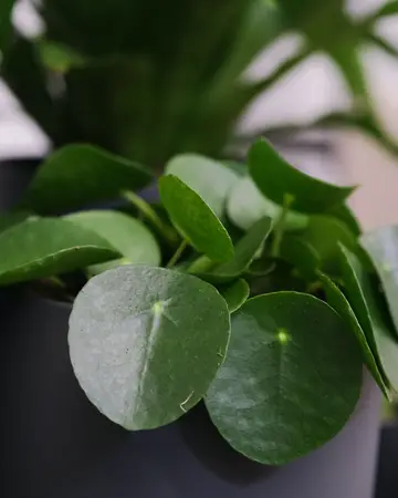 Pilea peperomioides - afbeelding 5