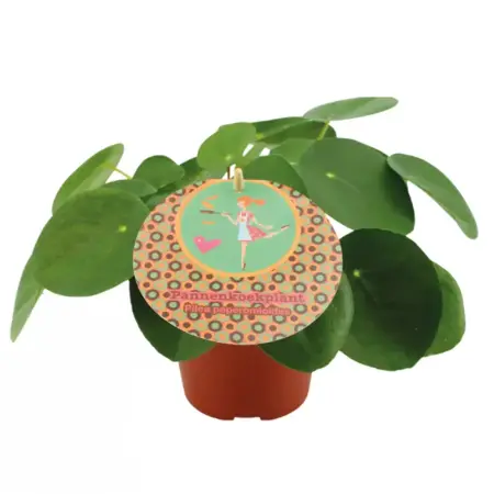 Pilea peperomioides - afbeelding 1