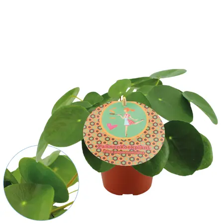 Pilea peperomioides - afbeelding 3