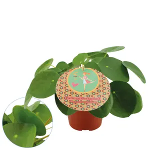 Pilea peperomioides - afbeelding 3