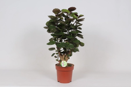 Polyscias Fabian - afbeelding 2