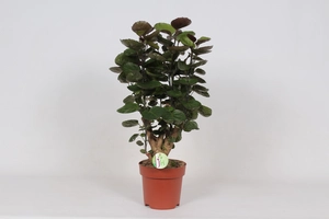 Polyscias Fabian - afbeelding 2