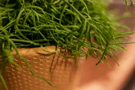 Rhipsalis Cashero - afbeelding 1