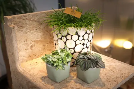 Rhipsalis Cashero - afbeelding 3