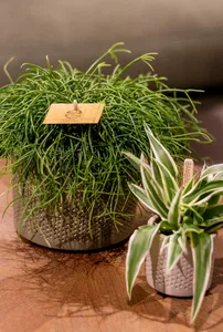 Rhipsalis Cashero - afbeelding 2