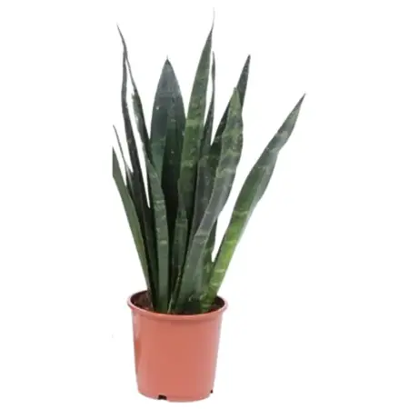Sansevieria Black Coral - afbeelding 1