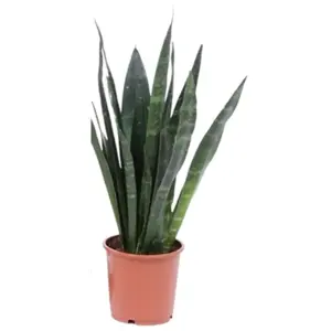 Sansevieria Black Coral