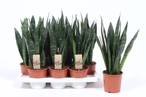 Sansevieria Black Coral - afbeelding 2