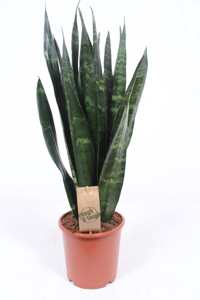 Sansevieria Black Coral