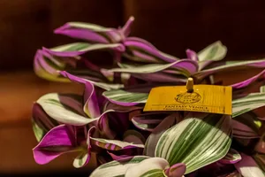 Tradescantia Nanouk - afbeelding 4