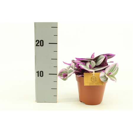 Tradescantia Nanouk - afbeelding 3