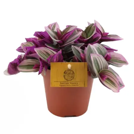 Tradescantia Nanouk - afbeelding 1