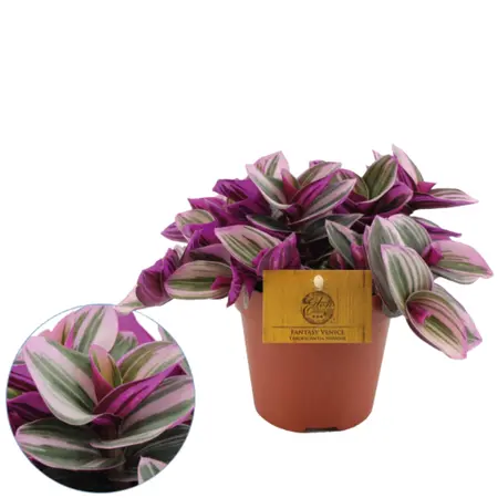 Tradescantia Nanouk - afbeelding 2