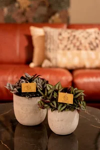 Tradescantia zebrina - afbeelding 7