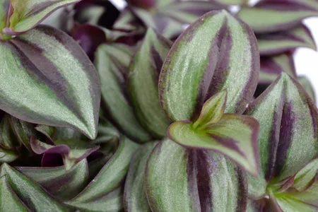 Tradescantia zebrina - afbeelding 3