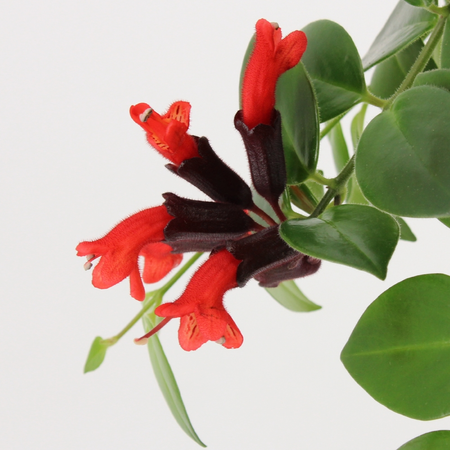 Aeschynanthus 'Mona Lisa' – Rijkbloeiende Hangplant Met Helderrode Bloemen - afbeelding 3