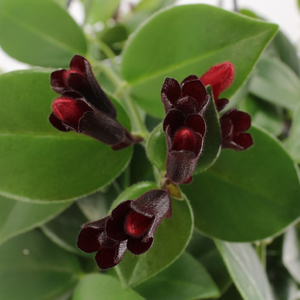 Aeschynanthus 'Mona Lisa' – Rijkbloeiende Hangplant Met Helderrode Bloemen - afbeelding 4