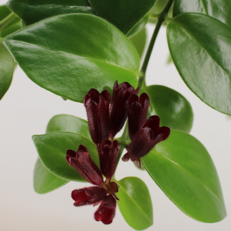 Aeschynanthus 'Mona Lisa' – Rijkbloeiende Hangplant Met Helderrode Bloemen - afbeelding 5