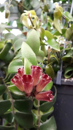 Aeschynanthus 'Rasta' – Kronkelende Hangplant Met Buisvormige Rode Bloemen - afbeelding 3