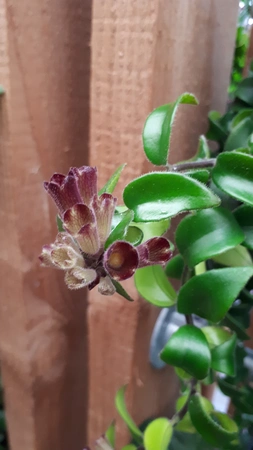 Aeschynanthus 'Rasta' – Kronkelende Hangplant Met Buisvormige Rode Bloemen - afbeelding 4