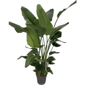 Strelitzia Nicolai - afbeelding 2