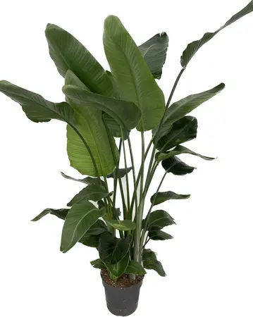 Strelitzia Nicolai - afbeelding 1