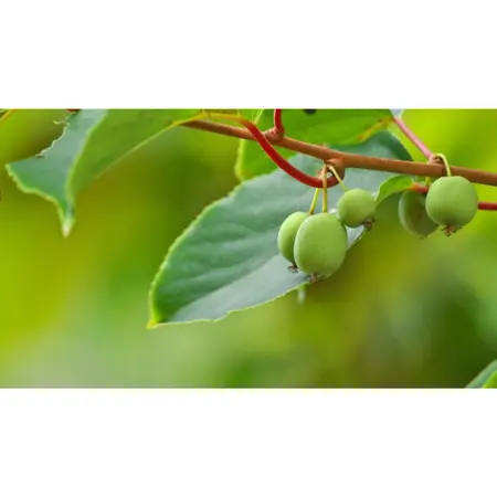 (05) ACTINIDIA ARGUTA ISSAI - afbeelding 2