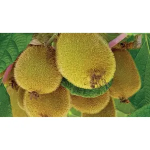 Kiwi 'Jenny' - afbeelding 2