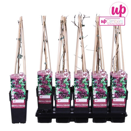 (05) AKEBIA QUINATA   P15 - afbeelding 4