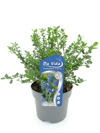 Amerikaanse Sering - afbeelding 1