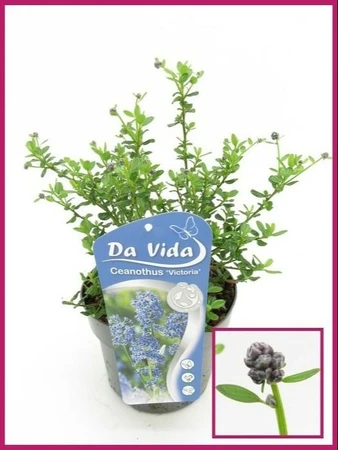 Amerikaanse Sering - afbeelding 2