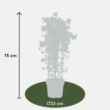 Clematis - afbeelding 6