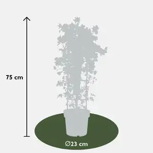 Clematis - afbeelding 6