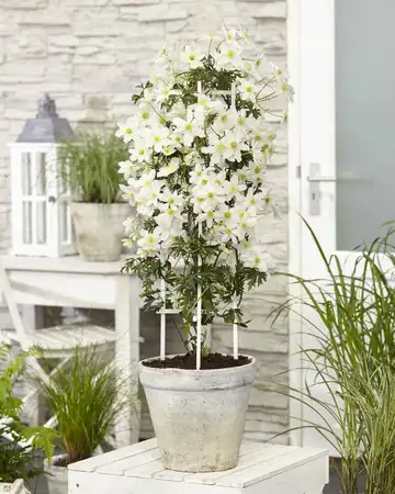 Clematis - afbeelding 5