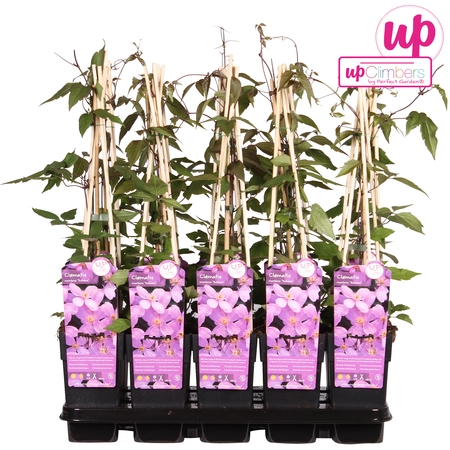 (05) CLEMATIS MONTANA VAR. RUBENS P15 - afbeelding 4