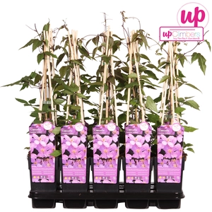 (05) CLEMATIS MONTANA VAR. RUBENS P15 - afbeelding 4