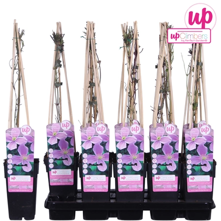 (05) CLEMATIS MONTANA VAR. RUBENS P15 - afbeelding 5