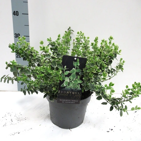 (05) EUONYMUS FORTUNEI EMERALD GAIETY, 30 CM C3