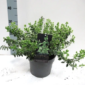 (05)  EUONYMUS FORTUNEI EMERALD GAIETY, 30 CM C3
